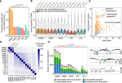 Reversal of splicing infidelity is a pre-activation step in B cell differentiation